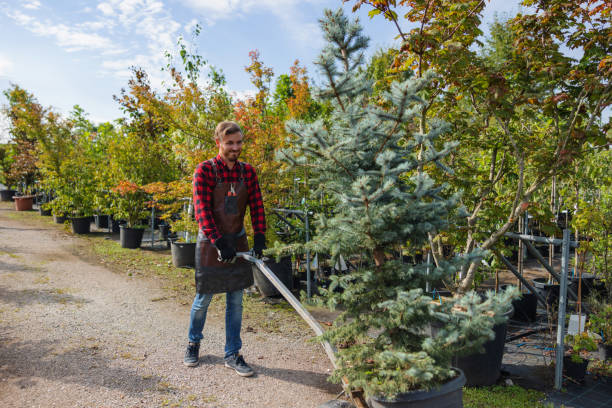 How Our Tree Care Process Works  in Netcong, NJ